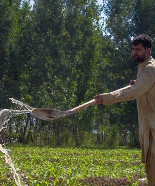 Vulnerable markets: Assessing the impact of climate-induced shocks on fresh produce supply chains in Punjab