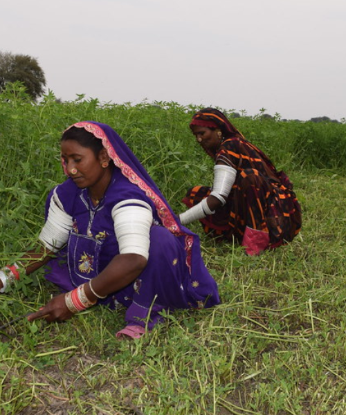 Combining Satellite Imagery and Machine Learning to Target Social Protection in Pakistan